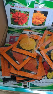 (Gói 350 hạt) Hạt Giống Hoa Vạn Thọ Thái Cao Lỡ F1- AFM 09 Cam Đỏ (Cổ Lùn) AmeriSeed (Con Ó)