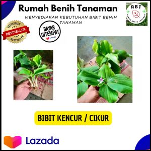 BIBIT TANAMAN HERBAL KENCUR - CIKUR ( Beli 5 GRATIS 1 )
