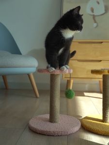 Adorable Pastel Pink Flower Mini Sisal Post For Kittens (3 Designs)