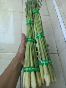 sreh segar jumbo