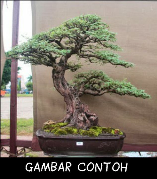 bahan bonsai arabica / arabika / klampis ireng ukuran medium besar termurah  | Lazada Indonesia