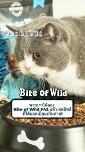 Bite Of Wild F42 3กก. 6Fish อาหารแมวกับแช่แข็งแห้งพรีเมี่ยมครอบคลุม 42% เนื้อสูงฟรีข้าว เหมาะสำหรับแมวผู้ใหญ่