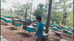 Madu Hermon - Madu Randu Raw Murni Organik  200gr (Sertifikat PIRT)