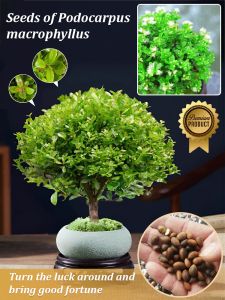 Goldenrod Nan Wood Seeds Nan Wood Seeds Fine Leaves Gardening Goldenrod Easy To Live