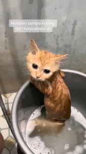 Shampoo Riich Premium Untuk Mencerahkan & Mengkilapkan Bulu Kucing