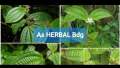 Daun harendong atau senduduk bulu clidemia hirta segar 250 gram. 