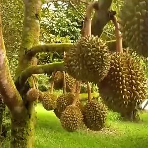 Golden Pillow Freeze-Dried Durian Dried Durian in a small package without desiccant 210g (In stock)