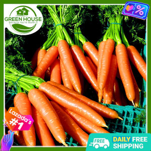 Green House® - Hybrid Carrot Seeds for Planting Vegetable Plants (300 Seed) Carrots incl. Planting Instruction F1 Plant