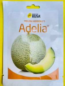 Benih Melon ADELIA Hibrida F1 dari cap RUSA kemasan 10gr MANTAB