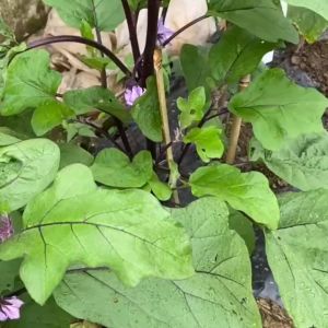 400 เมล็ดเมล็ดพันธุ์ มะเขือยักษ์ มะเขือม่วงยักษ์ ปลูกง่าย ลูกใหญ่ เนื้อเยอะ เนื้อแน่น กรอบ ทานอร่อย