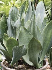 ครีบปลาวาฬ ฟอกอากาศเลี้ยงง่ายใบมีเอกลักษณ์แบ่งขายเป็นต้น(ไม่มีดินและกระถางให้นะค่ะ)