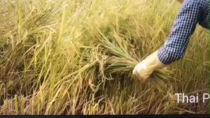 Liềm gặt lúa cắt cỏ phát cỏ răng cưa phục vụ các bác làm nông