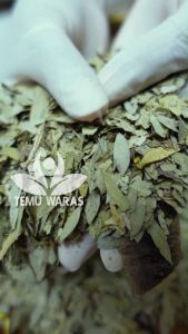 Daun Teh Jati Cina 1kg atau Teh Senna Organik