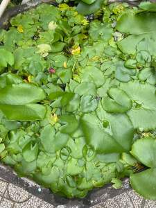 Cây bông súng mini (không có sẵn hoa) trang trí hồ thuỷ sinh cá cảnh hòn non bộ