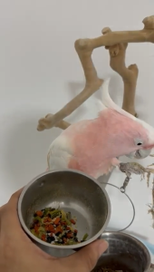 WeCare Dehydrated Vegetables for parrot bird and pet treat