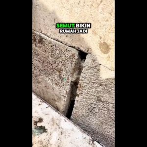 Paket 4 Pcs Obat Racun Semut Pembasmi Semut Super Ampuh Ras Original