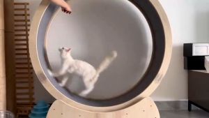 Cat Treadmill Running Wheel Wooden Interactive Anti-depression Pet Tread Exercise Fun Fitness Silenb