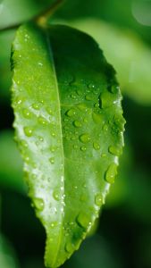 ITO EN Oi Ocha Family 3 pcs Ukuran 300 ml 1 pc 500 ml 1 pc dan 1000 ml 1 pc - Teh Antioksidan Sehat