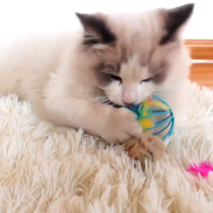 🐁 หนูปลอม ตุ๊กตาหนู ลูกบอลแมว ของเล่นแมว ของเล่นแมวหนูปลอม ขอเล่นหนู ปลอม สีส่งแบบสุ่ม หนูไขลาน ฝึกแมว วิ่ง กระโดด กัด