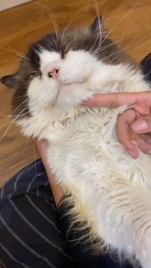 Obat Recovery Untuk Pemulihan Kucing dan Anjing Yang Sakit 10ml