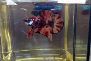 ikan laga斗鱼批发*ikan borong（Betta fish）MALE size SML（random- 10 ekor ）sample