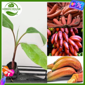 Green House® - Red Banana Morado Dwarf Seeds for Planting Fruit Plant (20 Seed) incl. Instruction Bicol pulang batag