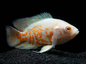Albino Tiger Oscar/Ornamental fish/Freshwater/Readystock