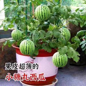 Sweet Small Watermelon Plant Home Garden Balcony Pot Thin Rind Big And Sweet Watermelon Seedlings for Indoor Planting