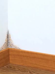 SG local sendWall Mold Remover Spray Safe on Walls For Multi-Surface Mold Cleaning Environmentally Friendly Formulations 300ML LSBD