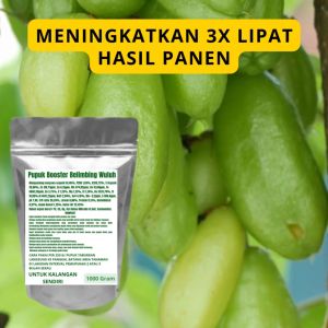 Pupuk Booster Belimbing Wuluh: Cara Meningkatkan Produksi Buah