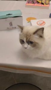 กล้องวงจรปิดเลนส์คู่Icsee หลอดไฟ E27 full HD 8MP กล้องวงจรปิดไร้สาย ภาพสี มีAI+ คนตรวจจับสัญญาณเตือน กล้องอินฟาเรด ตรวจจับมนุษย์