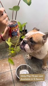 All Stages Adult Puppy 400g Special Dog Can Dog Food Monge Special Dog Accessories