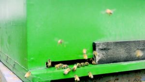 MADU MURNI MULTIFLORA AL HALIF 1 KG / 100% MURNI TANPA CAMPURAN APAPUN