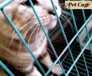 15g LIEBAO CREAMY CAT - Makanan Snack Cemilan Kucing Adult Kitten Lie Bao Cat Strips makanan kucing bikin gemuk