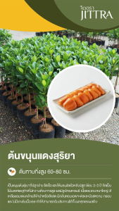 จิตตรา ต้นพันธุ์ขนุนแดงสุริยา ทาบกิ่งสูง 60-80 ซม. โตไวให้ผลเร็ว พร้อมส่ง เคลมฟรี ต้นพันธุ์ผลไม้ ต้นเตี้ย ผลดก