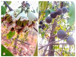 เมล็ดพันธุ์ลูกหม้อ ผลไม้ป่ากินได้มีสรรพคุณทางยา ชุด 59 เมล็ด