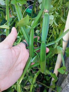 เพชรสังฆาตสด เพชรสังฆาต 6 กิ่ง (1กิ่ง=1คืบ)