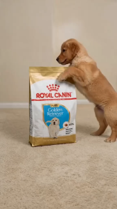 Royal Canin Golden Retriever Puppy 3kg Dry Dog Food - Breed Health Nutrition Formula for Pups Up to 15 Months Old | Immune System Support Healthy Skin & Coat Digestive Health [New Stock]