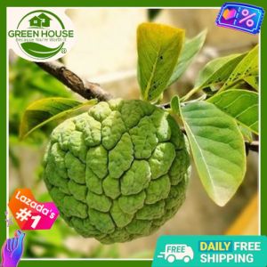 Green House® - Atis Seeds for Planting Vegetable Plants (5 Seed) incl. Planting Instructions Sugar apple Fruit Plant