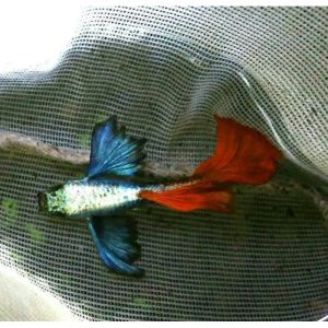 GUPPY DUMBO BIG EAR PLATINUM RED TAIL 1pair male+female GRADE AA(QUALITY GUARANTEE)