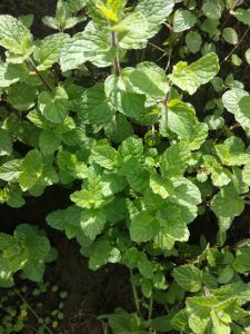 jual daun mint segar untuk obat herbal 400  gram