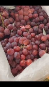 Bibit Anggur Import Merah Super Grafting