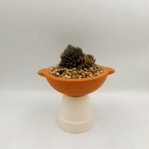 Chậu đất nung chậu sen đá - Chảo 1342 miệng chậu 13cm chiều cao 4.2cm