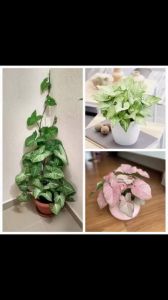 Cây kiểng lá trong nhà ban công Minh Hân Garden