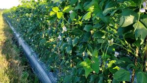 Benih Bibit Unggulan Kacang Panjang Tahan Virus - BARETA - Reinnon Seed
