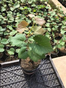 Nho sữa ( mẫu đơn ) . Mua 2 cây được tặng kèm phân bón