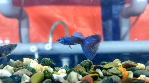 🐟Ajelis Guppy🐟 Moscow Blue Guppy 莫蓝蓝尾孔雀鱼 - Aquarium Ornamental Fish Tuxedo Guppy Ikan Hiasan 孔雀鱼 大尾巴 三角尾