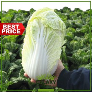 "GalaxySeeds" Chinese Cabbage Seeds for Planting Vegetable Plants (20 Seed) Including fertilizer - Napa Plant