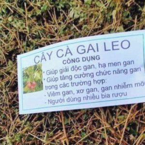 Combo 2kg Cà gai leo khô vụ mới hàng loại 1 sạch đẹp phơi nắng tự nhiên