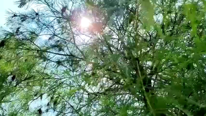 Tarp Canopy na Waterproof 100% Kalis Air na Matindi ang Ulan na may Proteksyon sa UV na Transparent na Sh